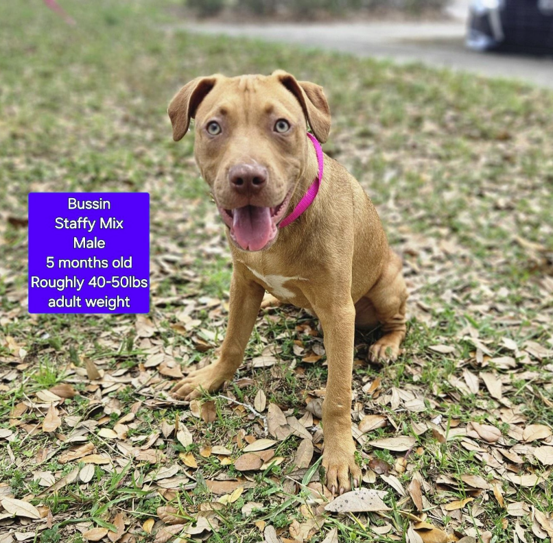 Bussin is a staffy mix puppy that's full of energy and ready to be adopted. 
