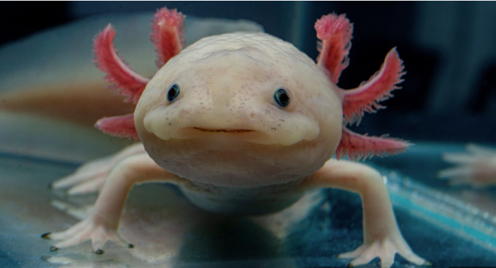 Unusual Pets