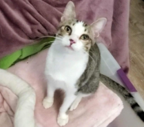 Pete
